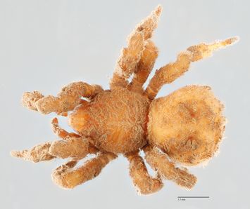 preview Cryptothele verrucosa L. Koch, 1872